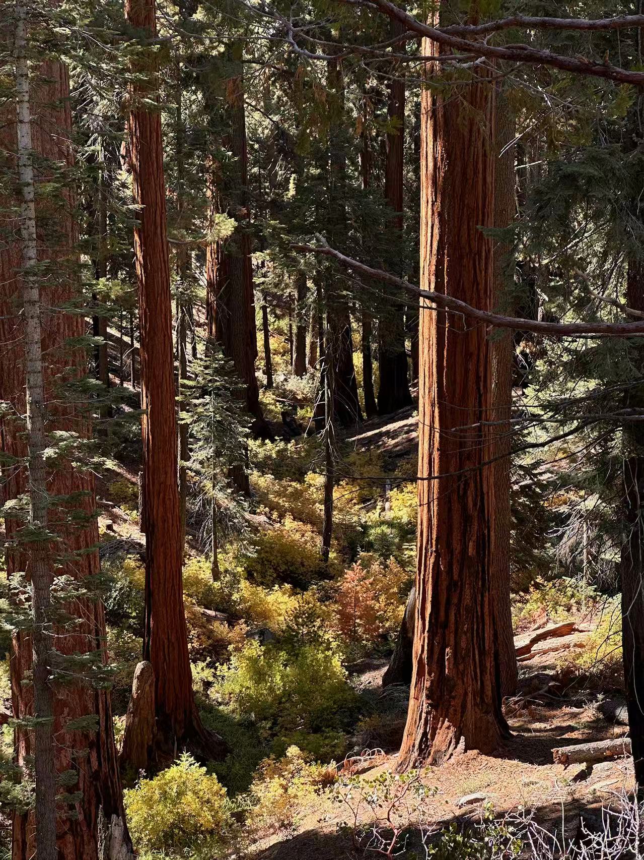 king canyon, Los Angeles