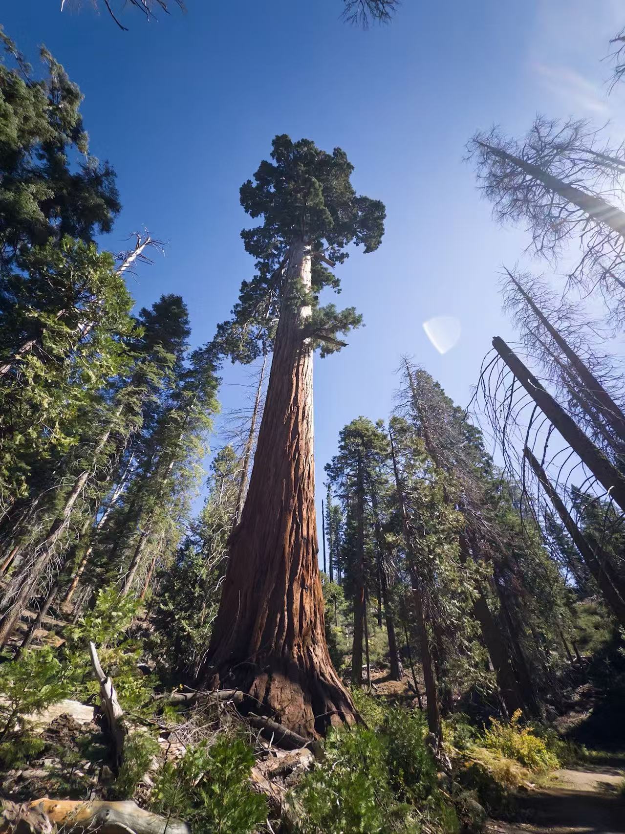 king canyon, Los Angeles
